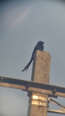 Dicrurus macrocercus