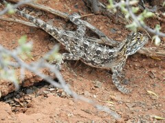 Agama aculeata aculeata