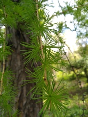 Larix
