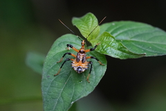 Harpactorinae