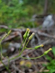 Senecio sylvaticus