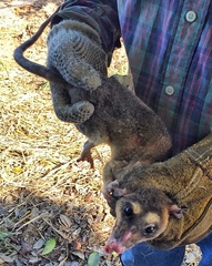 Philander opossum