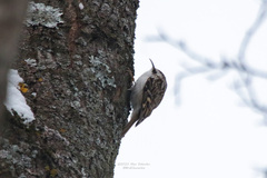 Certhia familiaris
