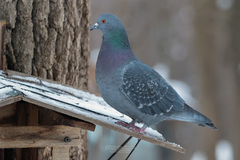 Columba livia domestica