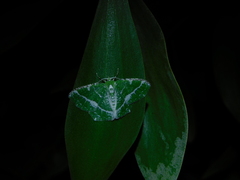 Eucyclodes insperata