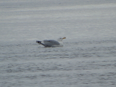 Larus argentatus