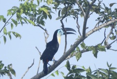 Ramphastos vitellinus