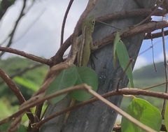 Anolis marmoratus