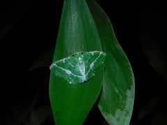 Eucyclodes insperata
