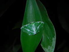Eucyclodes insperata