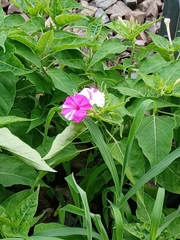 Mirabilis jalapa
