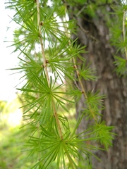 Larix