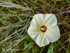 Xenostegia tridentata