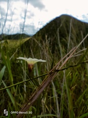 Xenostegia tridentata
