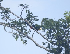 Ramphastos vitellinus