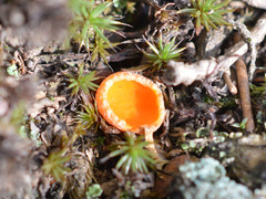 Neottiella