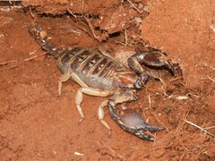 Opistophthalmus