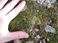 Neottiella