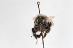 Bombus sandersoni
