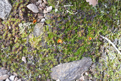 Neottiella
