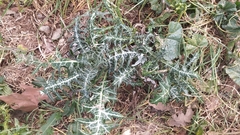 Galactites tomentosus