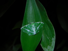 Eucyclodes insperata