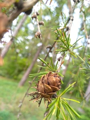 Larix