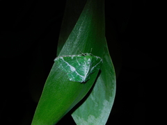 Eucyclodes insperata