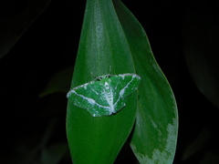 Eucyclodes insperata