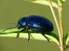 Chrysochus asclepiadeus