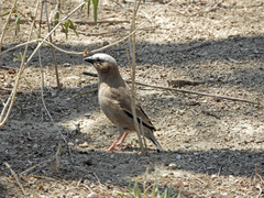 Pseudonigrita arnaudi