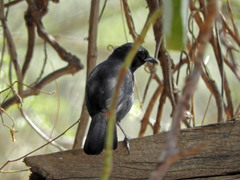 Laniarius funebris