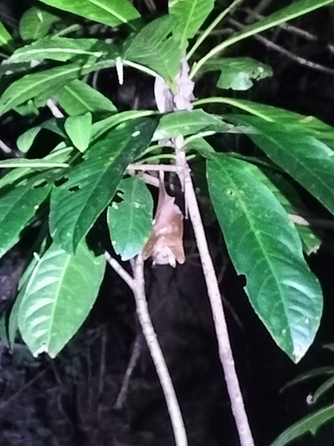 Queensland Tube-nosed Fruit Bat