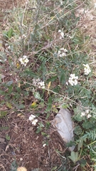 Diplotaxis erucoides