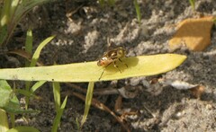 Eristalinus