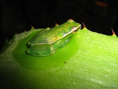 Sphaenorhynchus caramaschii