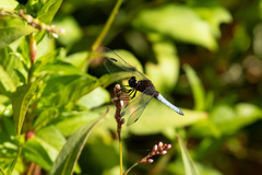 Erythrodiplax connata