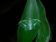 Eucyclodes insperata