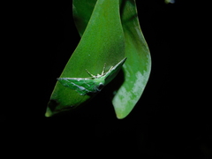 Eucyclodes insperata