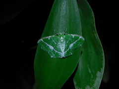 Eucyclodes insperata