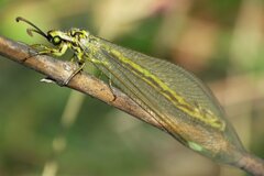 Myrmecaelurus trigrammus