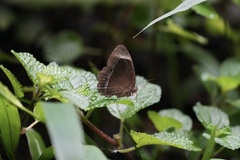 Mycalesis anaxias