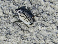 Habroscelimorpha dorsalis