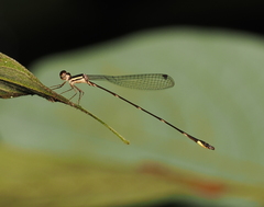 Protosticta kinabaluensis