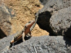 Karusasaurus polyzonus