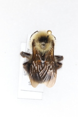 Bombus flavidus