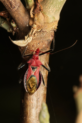 Gminatus