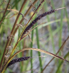 Carex acuta