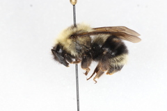 Bombus flavidus