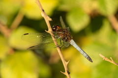 Erythrodiplax connata